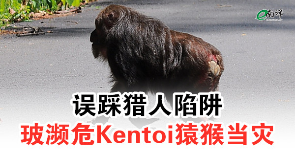 误踩猎人陷阱 玻濒危Kentoi猿猴当灾